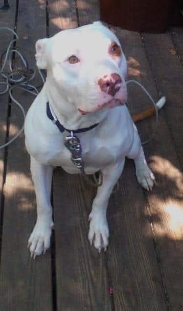 8 Pets, Zero Patience for BS: My Pet Introduction Method