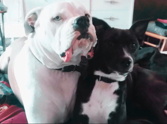 What Nobody Tells You About Multi-Pet Households