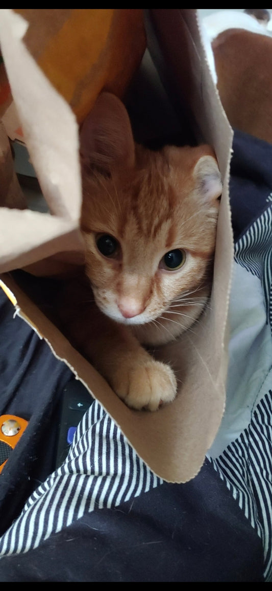 MY CAT PREFERS CARDBOARD BOXES (AND WHY THAT'S FINE)